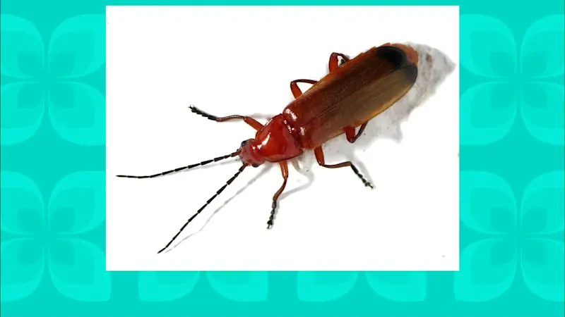 Story image: On the Spot: Beatles (or is it beetles?) trivia
