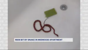 Midwood man bitten by snake he found in his bathroom