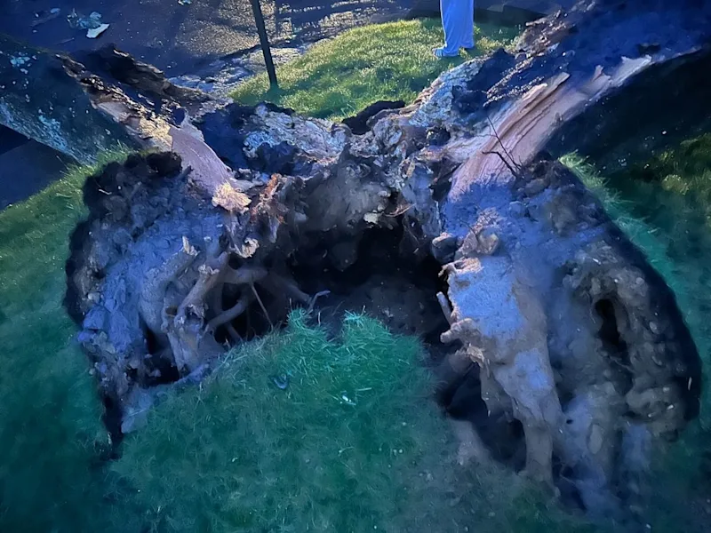 tree3.jpg