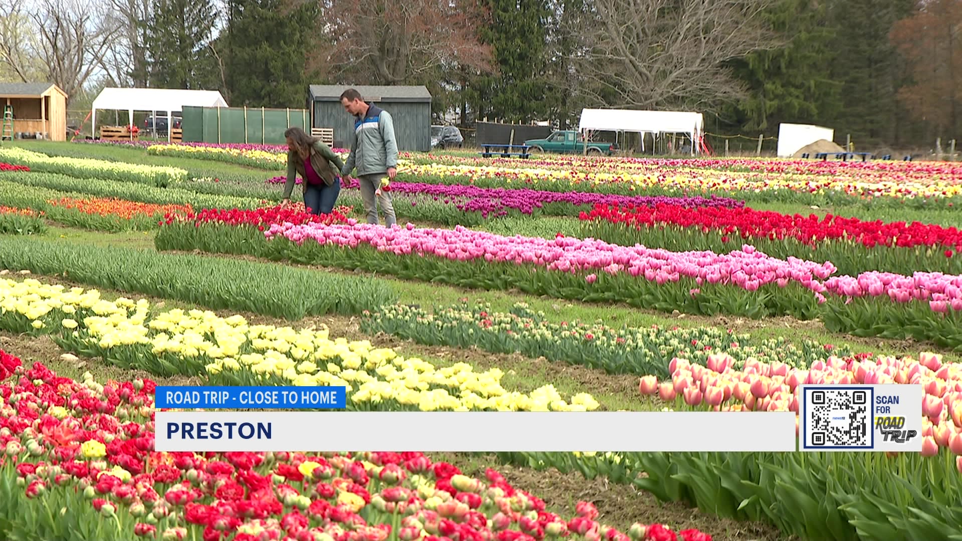 road-trip-pick-your-own-tulips-in-preston