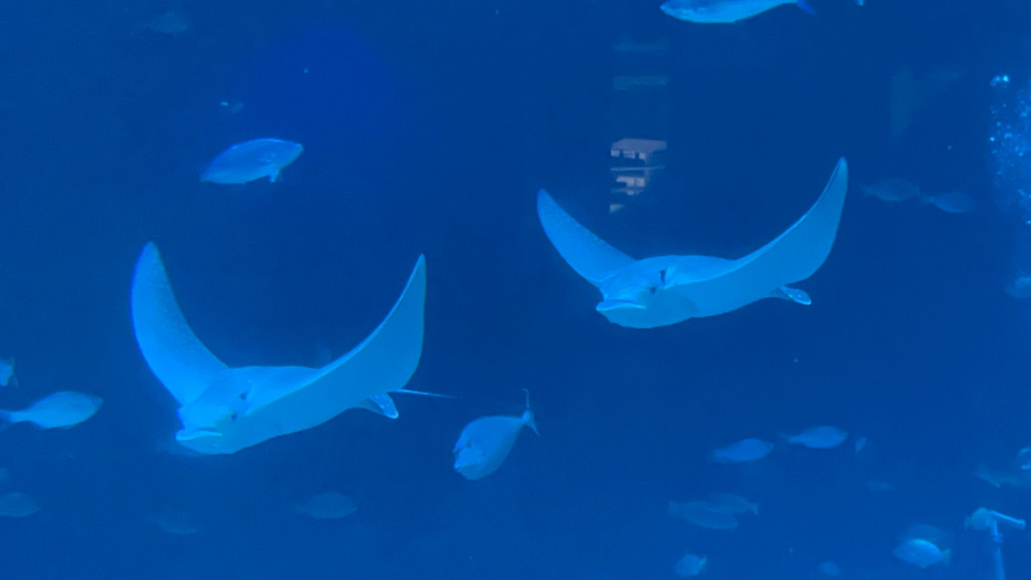 spotted eagle rays