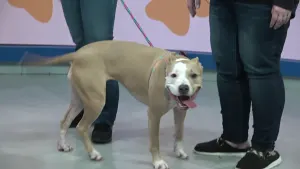 Paws & Pals: Ellie Mae now up for adoption with Best Friend Dog and Animal Adoption