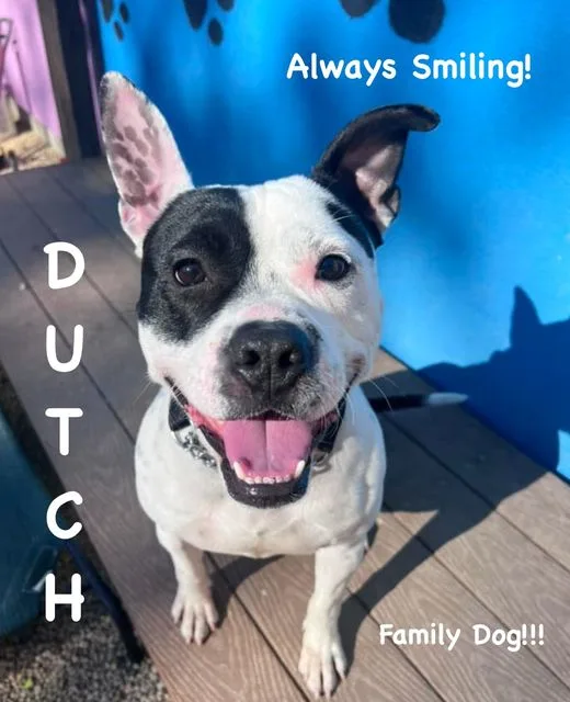 thumbnail_Dutch 14.jpg