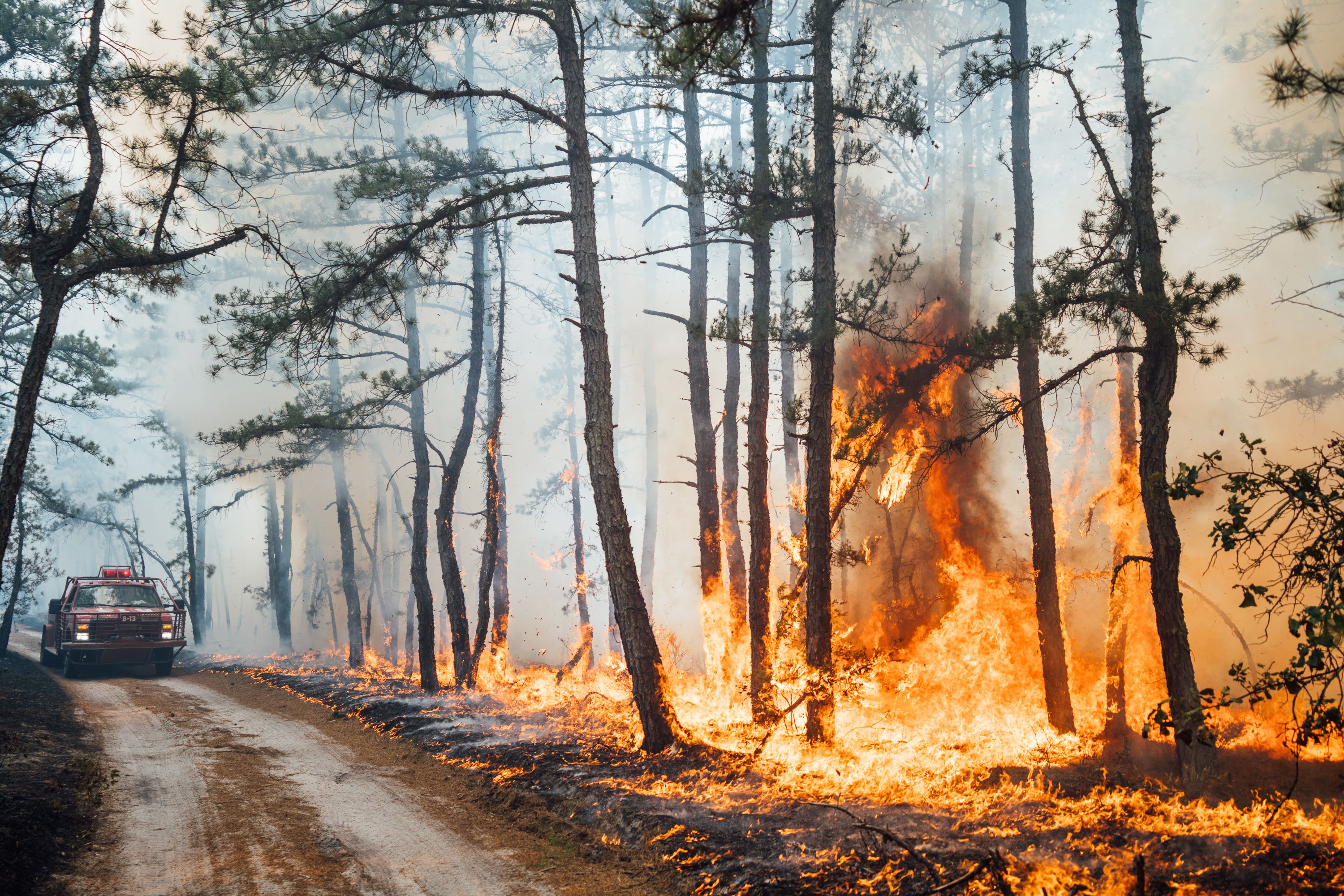 NJForestFireTeaTimeHill003.jpg