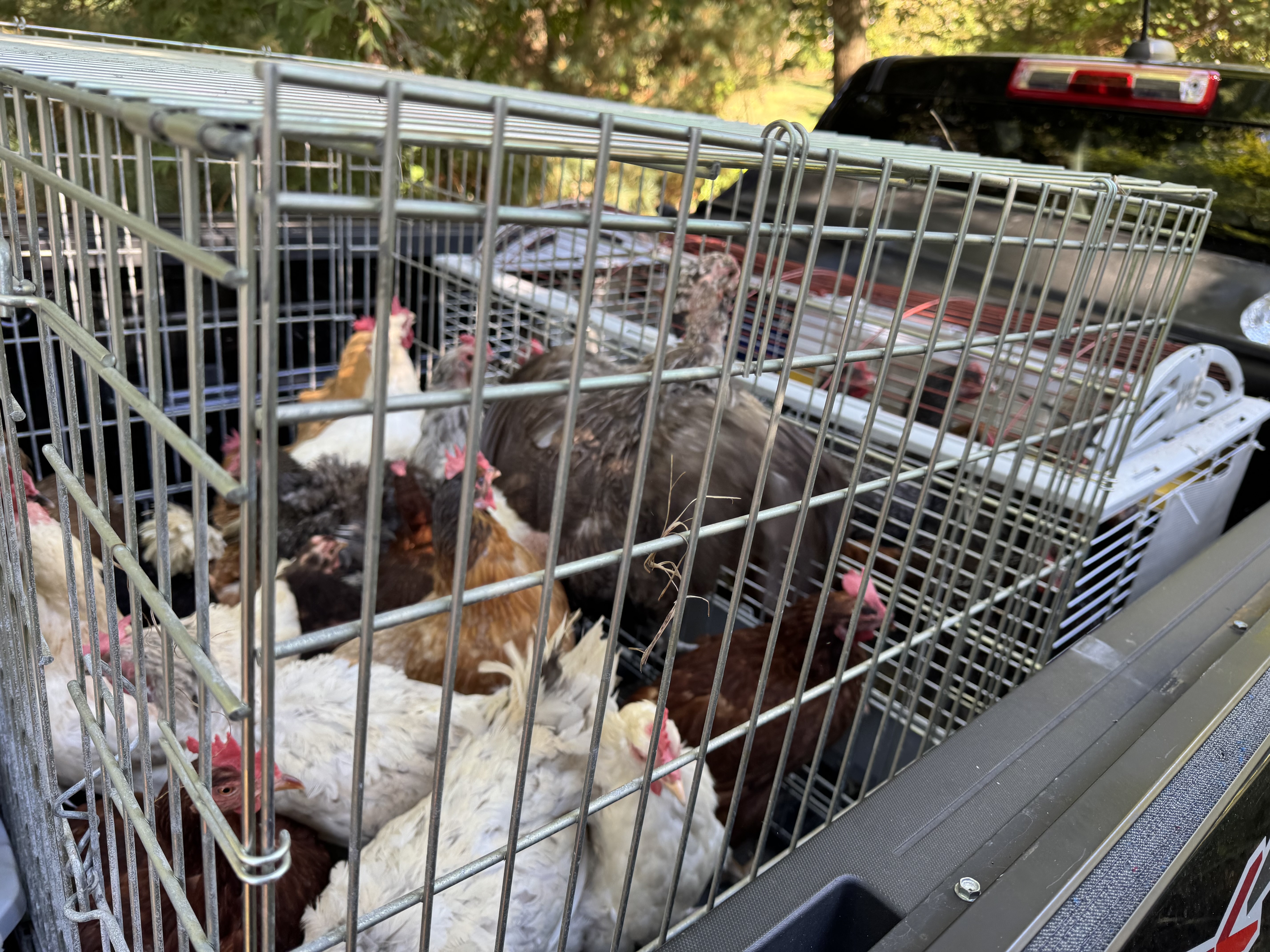 LINorthportAnimalHoarding003.jpg
