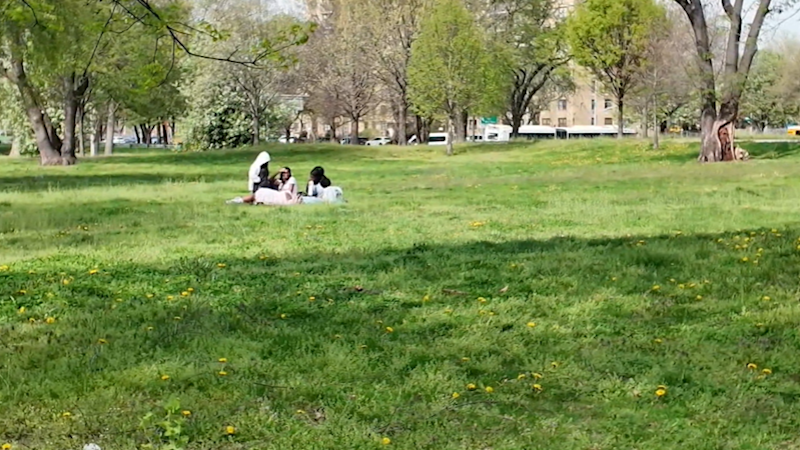 Story image: Pollen problems: Experts warn brutal allergy season could hit the Bronx