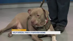 Paws & Pals: Hanzel now up for adoption with Popcorn Park’s AHS