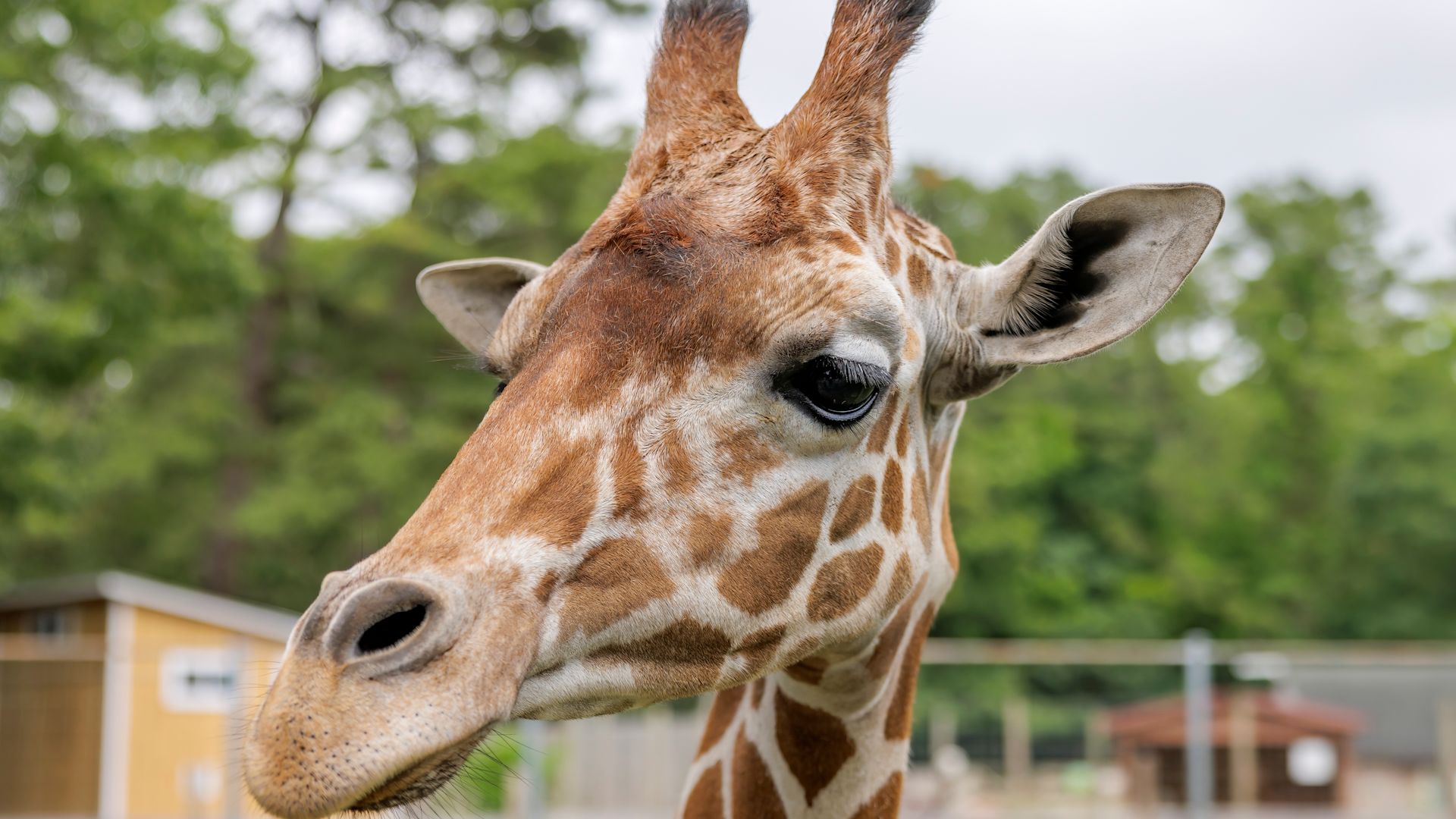 Long Island Game Farm's Bobo the giraffe dies unexpectedly