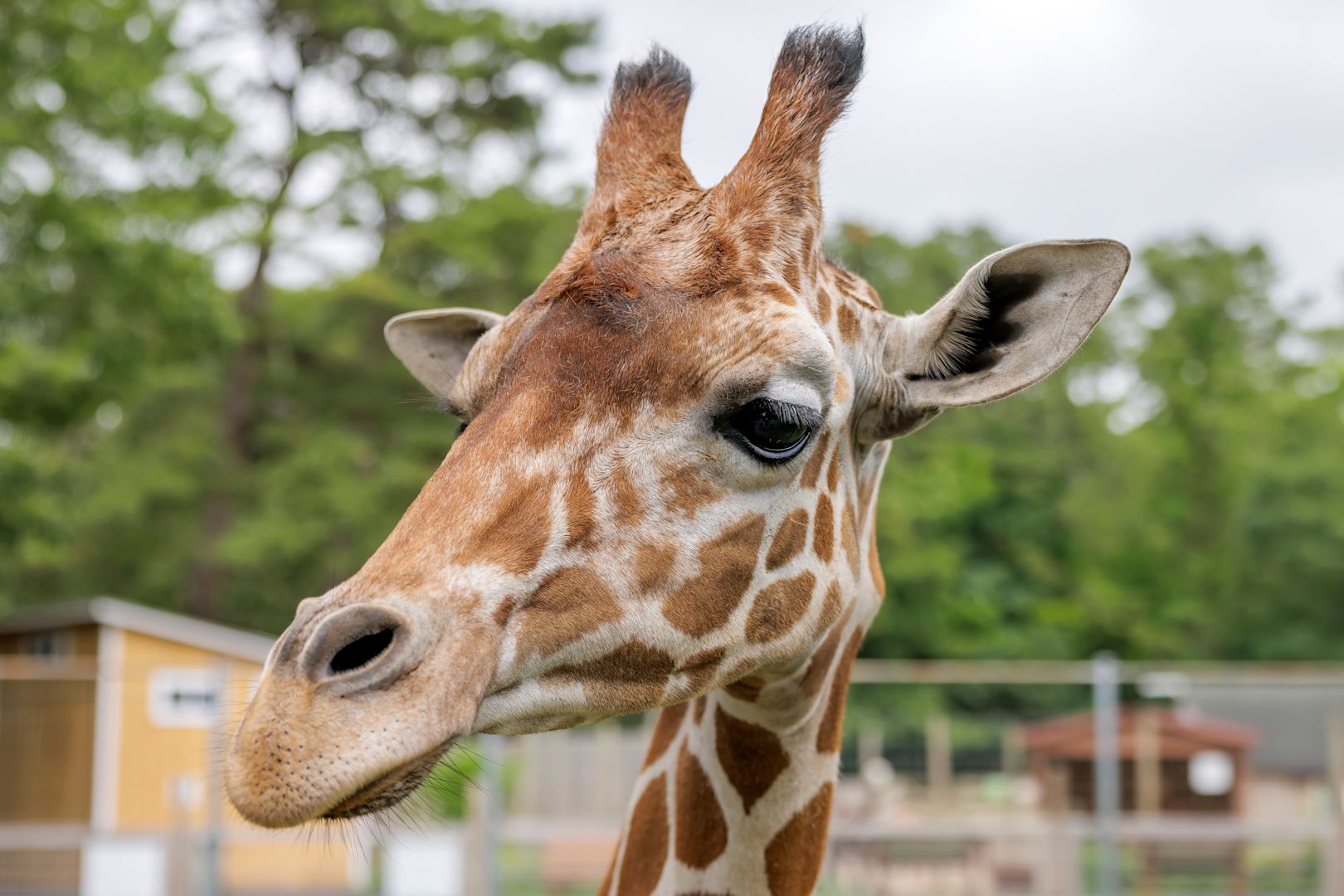 Long Island Game Farm's Bobo the giraffe dies unexpectedly