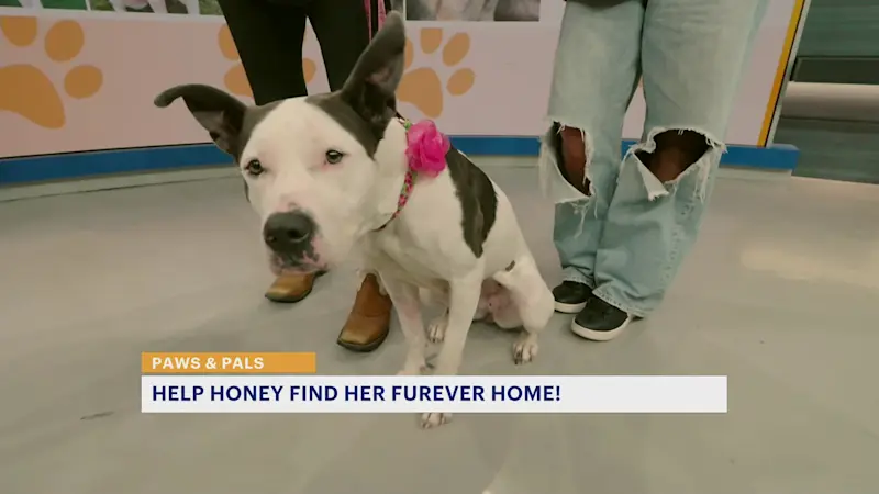 Story image: Shelter is hoping to find 'Honey' a home