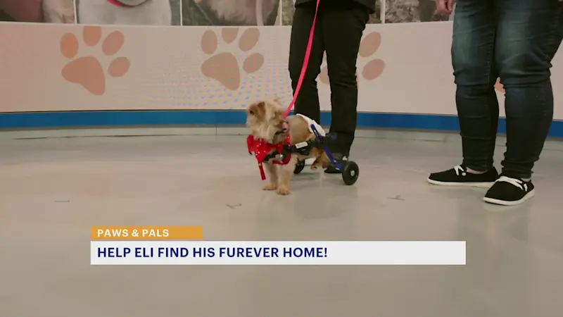 Story image: Paws & Pals: Help Eli find his furever home