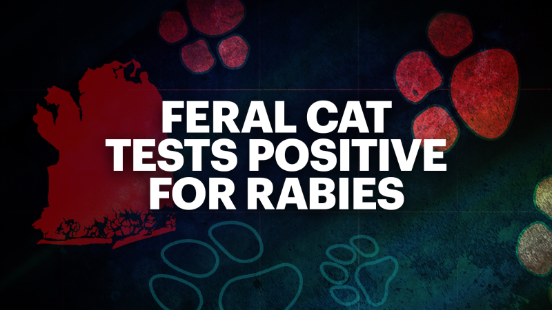 Story image: Nassau DOH: Feral cat found in Cedarhurst tests positive for rabies