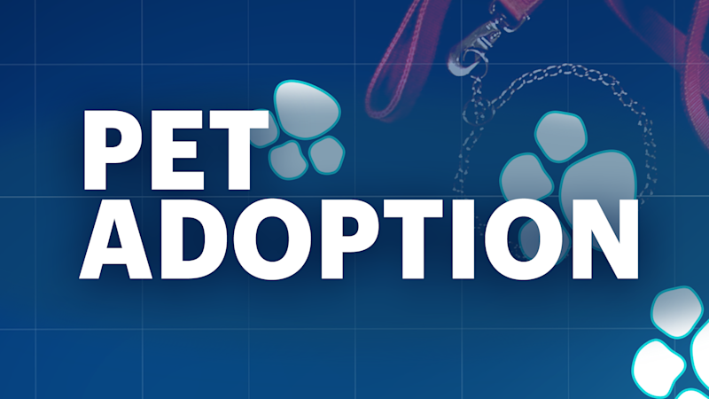 Story image: Animal Clinic of Milford will no longer adopt dogs to families with kids under 8