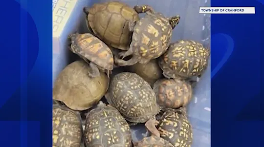 Cranford Turtle Update TN Raw