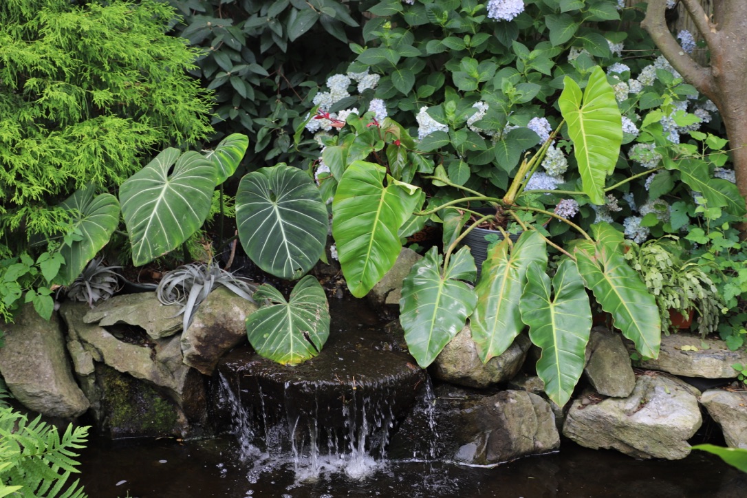 Philodendron Gloriosum.jpg