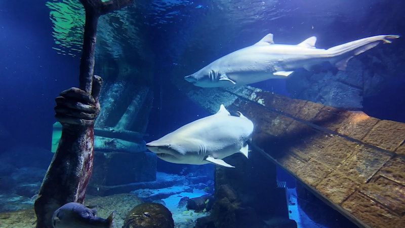 Story image: The East End: Long Island Aquarium