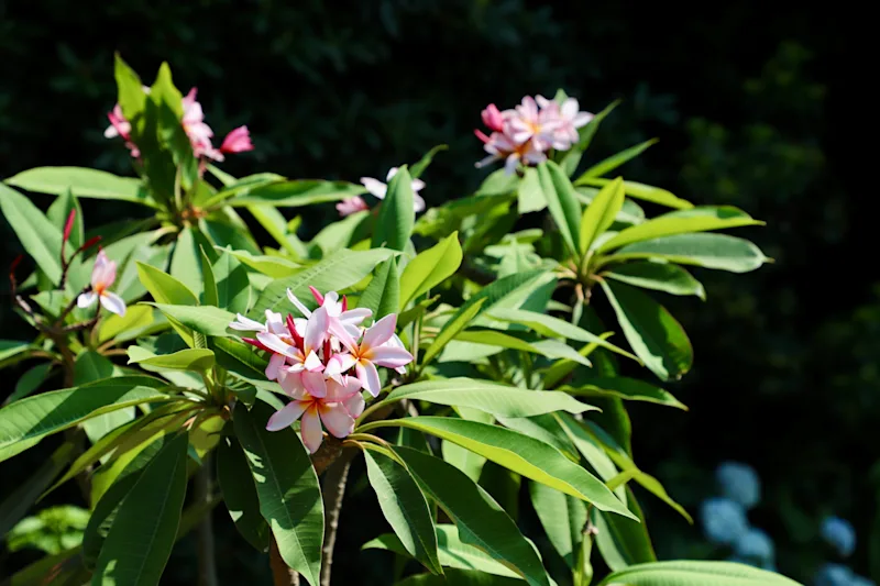 plumeria melody.jpg
