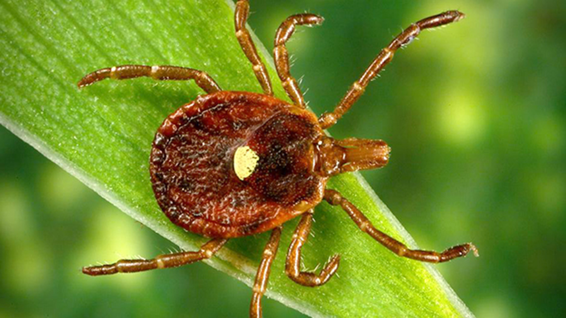 News12-symposium-on-tick-borne-diseases