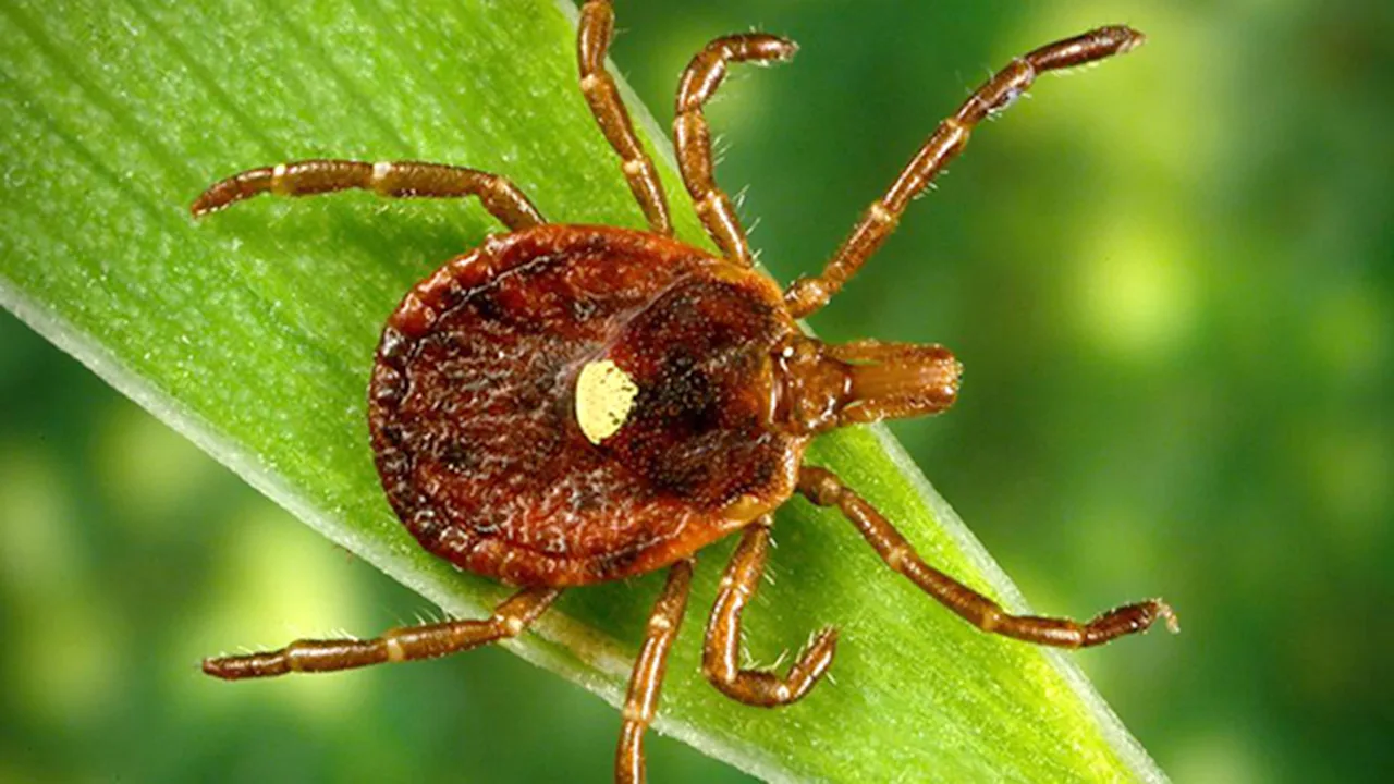 News12-symposium-on-tick-borne-diseases