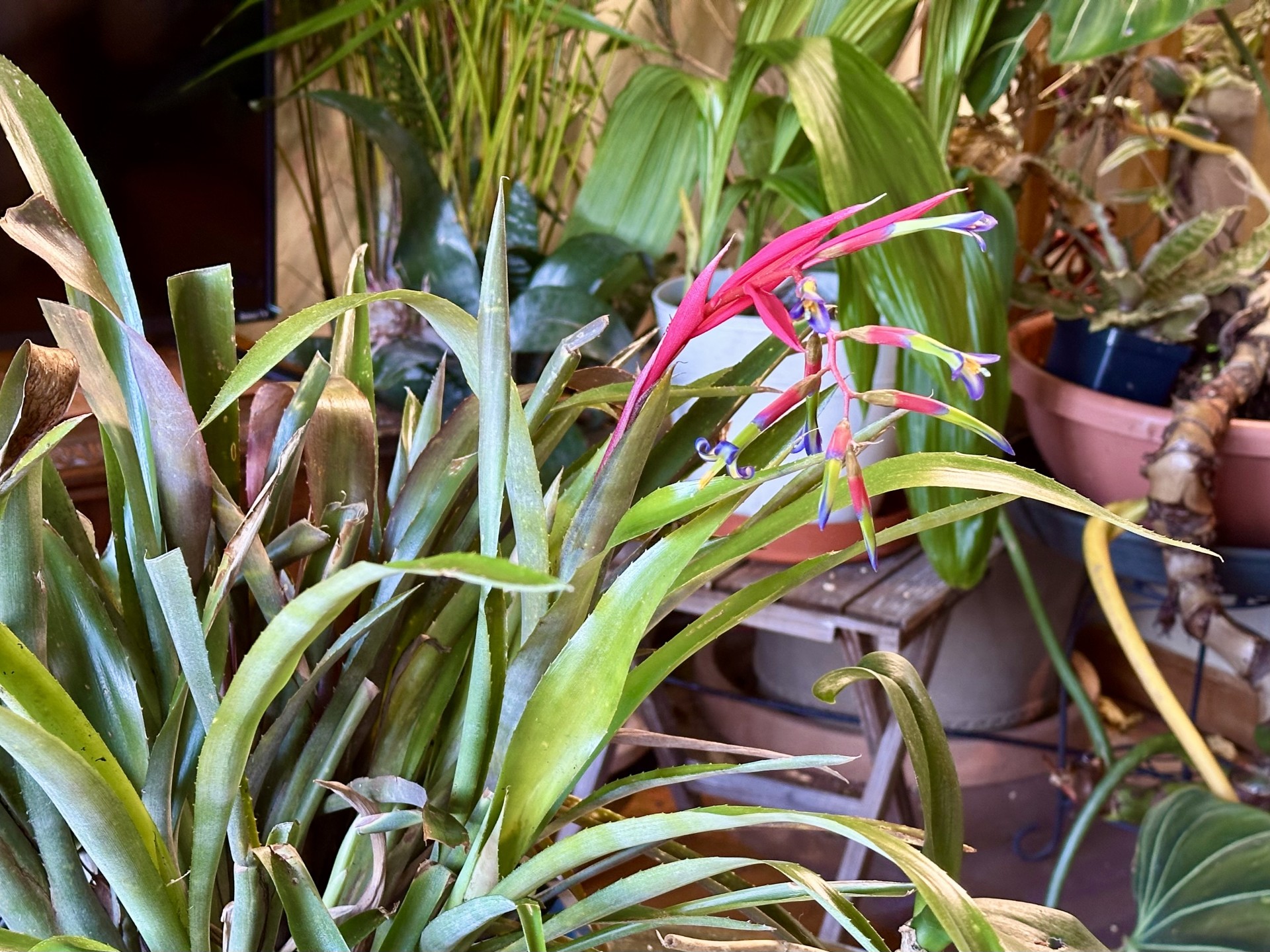 Bromeliad Queens Tears.jpg