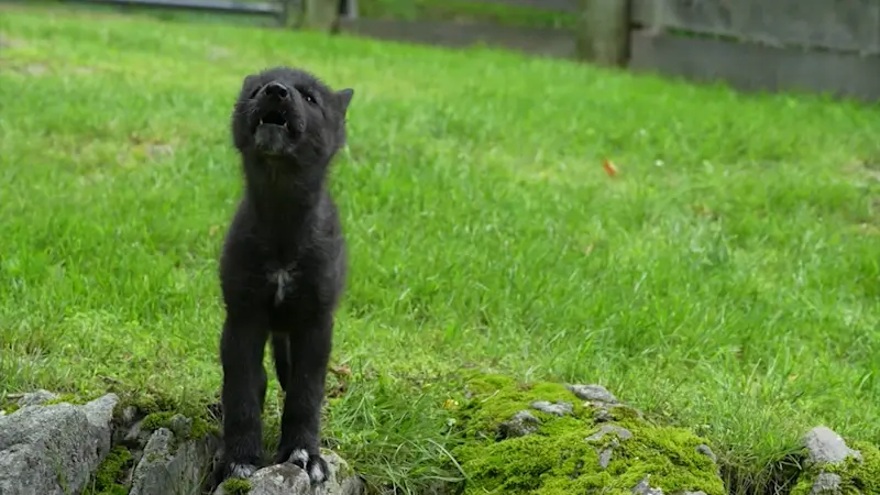 Story image: New ambassador wolf pup makes debut in South Salem