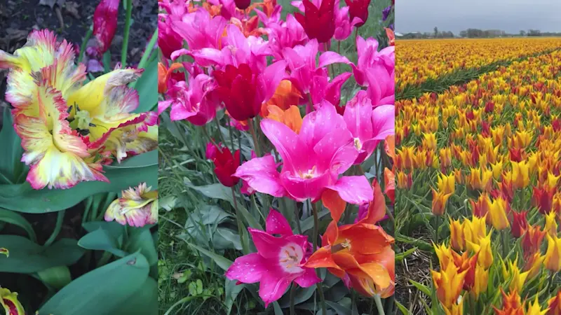 Story image: Made in Connecticut: Colorblends