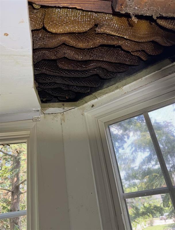 Honey Bee Infestation.jpg