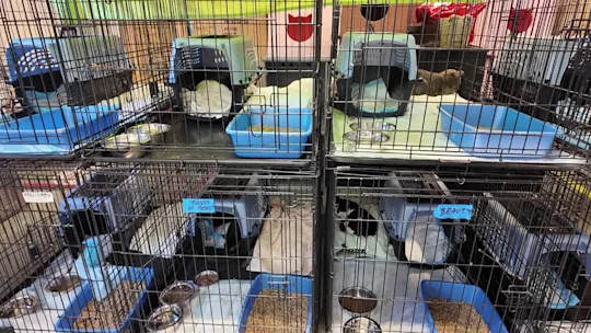 LI 5PM WED_Westbury Home Cats_ajc_2026-08-12-17-27-45