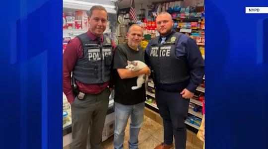 bodegacat