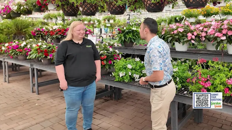 Story image: Garden Guide: Eliminate mosquitoes in your garden for good!