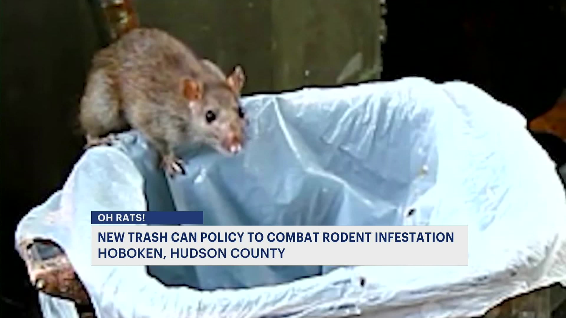 Hoboken steps up fight against rats, approves new city rules for trash ...