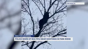 Police: Multiple bear sightings reported in Park Ridge