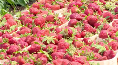 Farm Stand