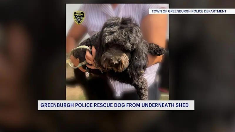 Story image: Dog rescued after getting stuck under shed in Greenburgh
