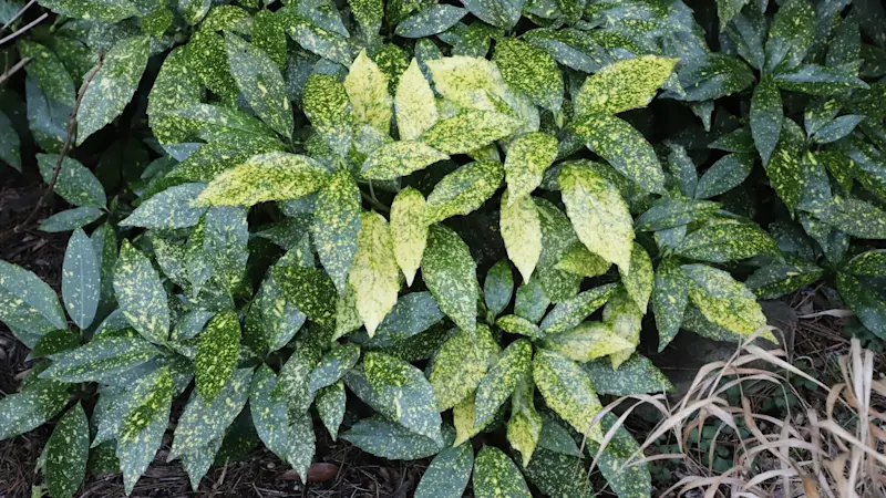 Story image: Now is the best time to plant trees and shrubs in your garden. Here's why.