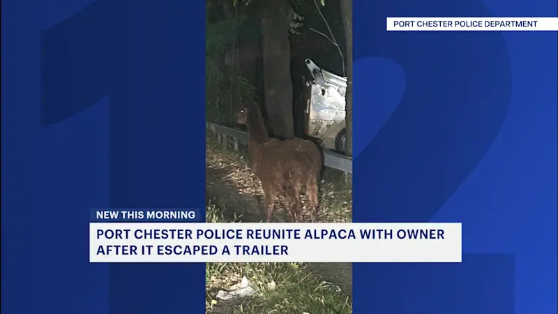 Story image: Port Chester police reunite owner with runaway alpaca