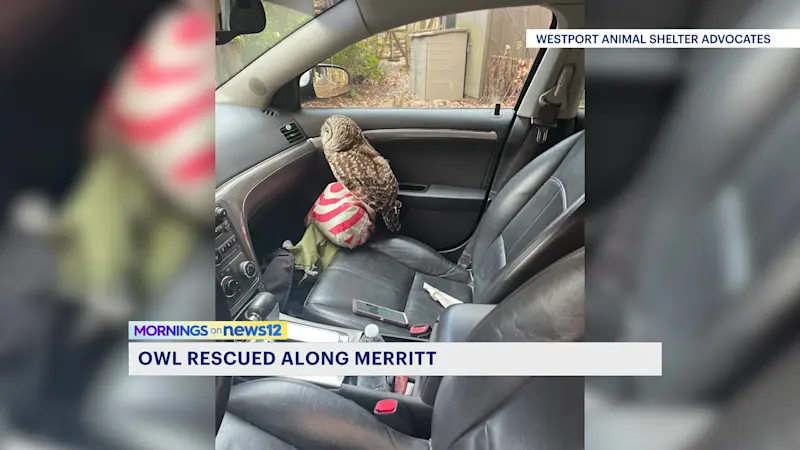 Story image: Injured owl rescued along Merritt Parkway in Westport