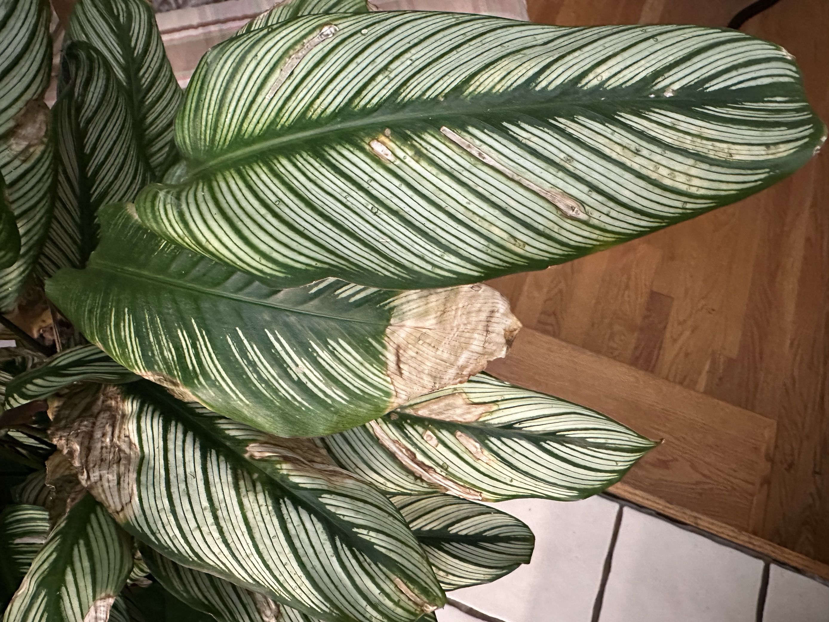 MicrosoftTeams-image (20).png