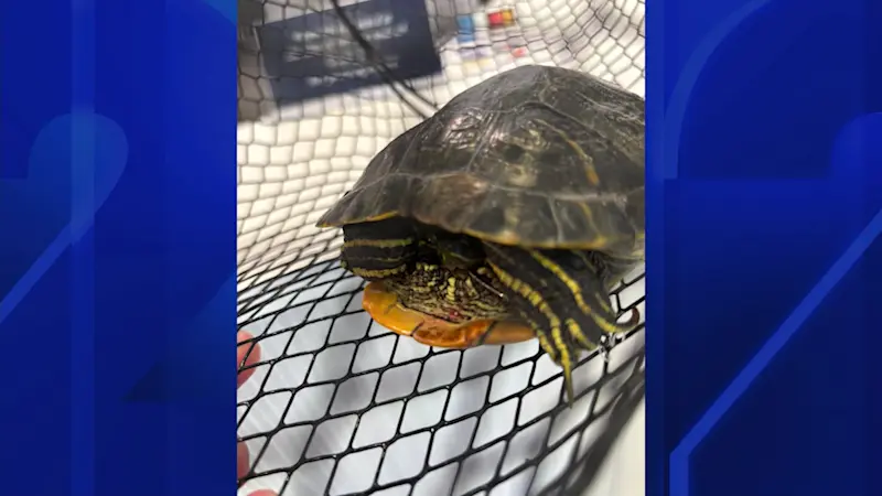 Story image: $3,000 reward offered for information in connection to tortured turtle found in Suffolk County park