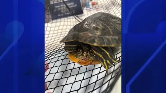 LI 5PM WED_Turtle Torture_ajc_2026-09-02-17-19-35