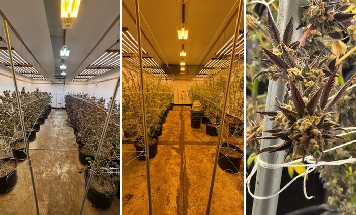 Story image: Sheriff: 350 pounds of THC/cannabis products seized from Bronx grow house