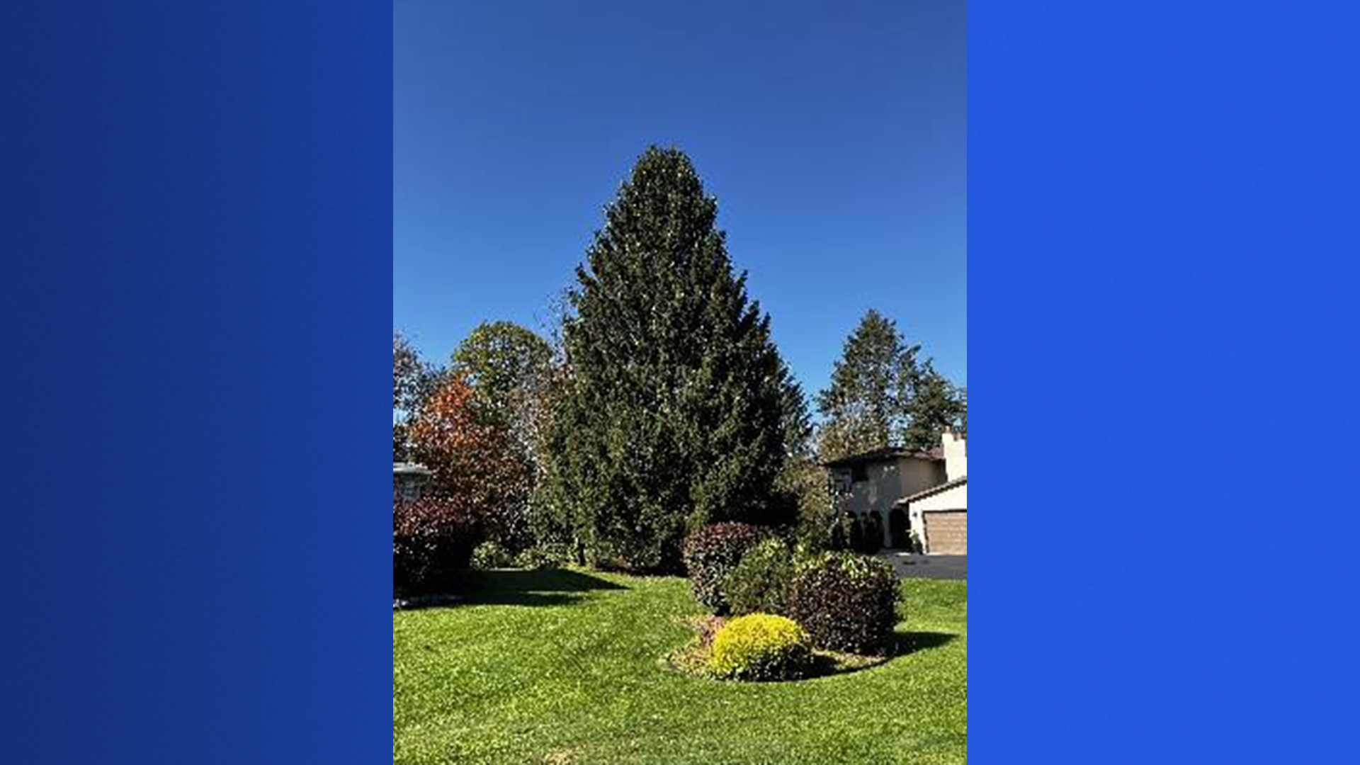 'Tis The Season 2023 Rockefeller Center Christmas tree selected from Vestal, New York