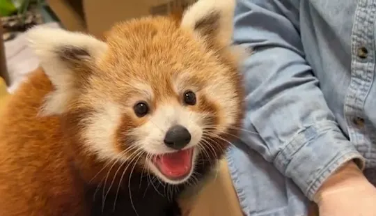 red panda
