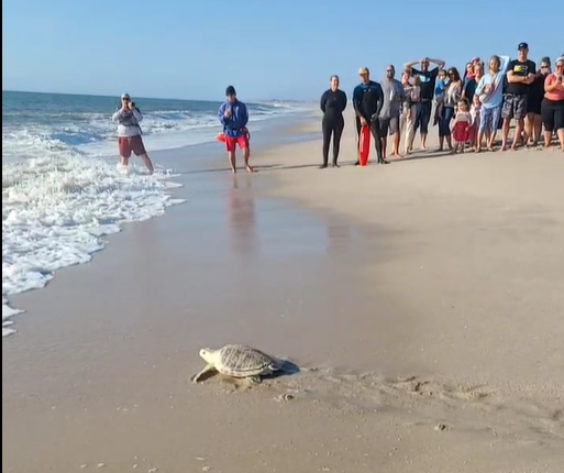 Story image: 6 healthy sea turtles returned to the ocean in Point Pleasant