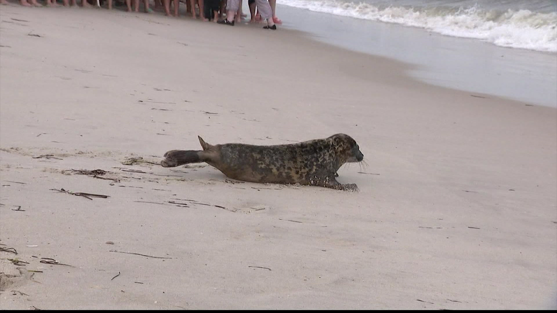 Rehabilitated Baby Seal Released Back Into Water, Thanks To Funds ...