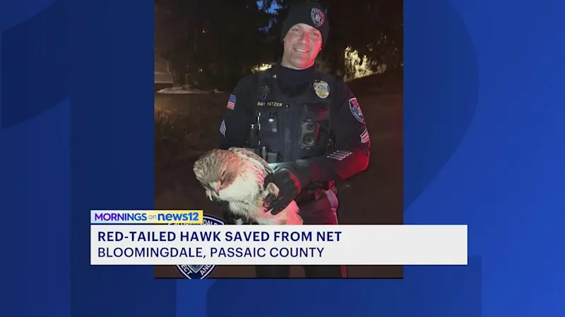 Story image: Bloomingdale police help red-tailed hawk escape 'fowl' situation