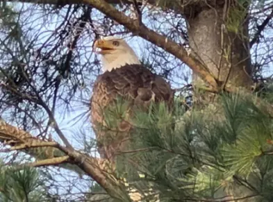 bald eagle
