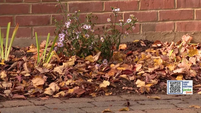 Story image: Garden Guide: Leave the leaves!