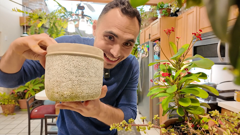 Story image: How to plant spring bulbs this autumn (or grow them indoors this winter!)