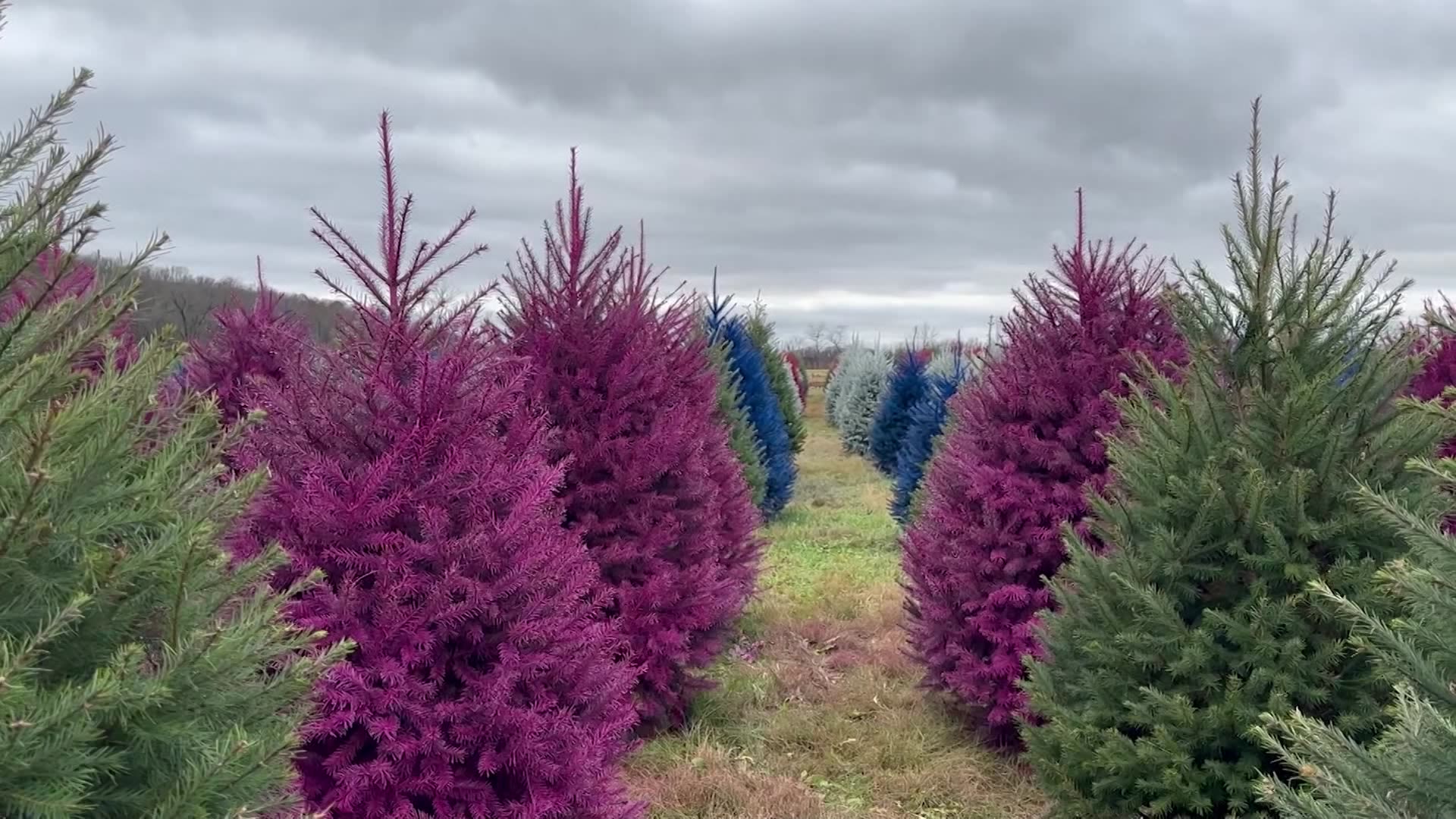 Wyckoff's Christmas Tree Farm invites customers to ‘remix’ their tree